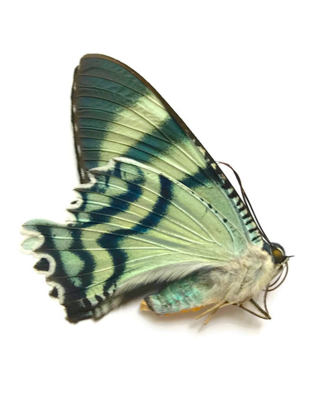 Swallowtail Day-Flying Moth Alcides orontes Real Insect Male Spread or Folded Wings Taxidermy
