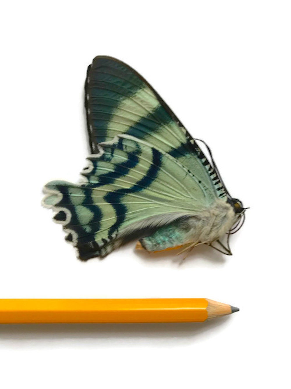 Swallowtail Day-Flying Moth Alcides orontes Real Insect Male Spread or Folded Wings Taxidermy