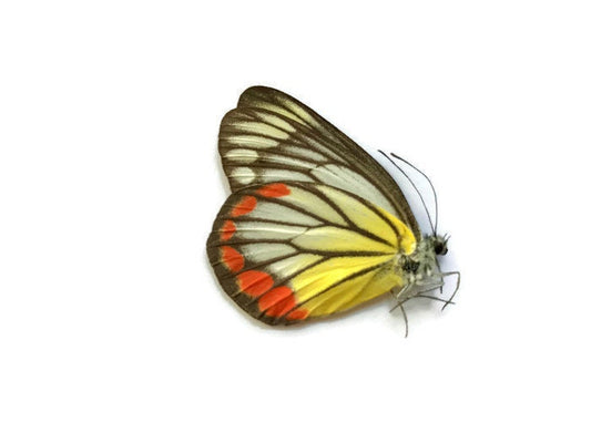 Painted Jezebel Butterfly Delias hyparete hyparete Spread or Folded Male Real Insect Taxidermy