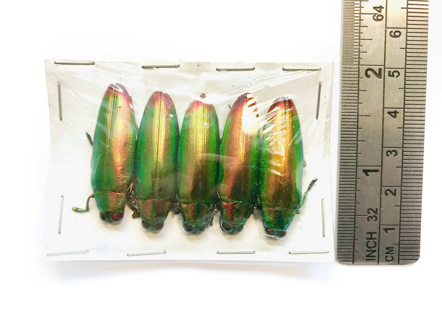 Jewel Beetle Chrysochroa fulminans fulminans Real Insect Taxidermy Iridescent Metallic Pack of 5