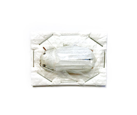 Scarab Beetle Melolonthidae sp. White Real Insect Taxidermy