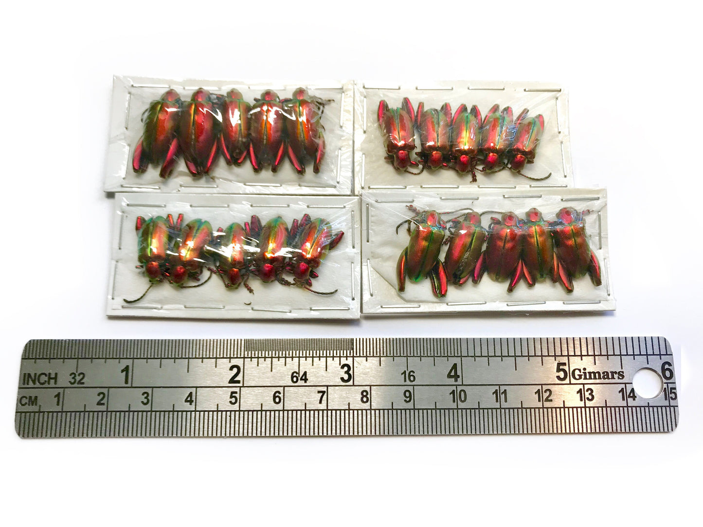 Frog-legged Beetle Sagra laticollis Real Insect Pack of 5 A1/A- Condition