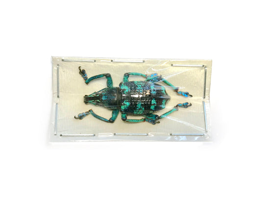 Weevil Beetle Eupholus linnei Real Insect Taxidermy
