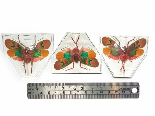 Lanternfly Scamandra thetis Spread Real Insect Taxidermy