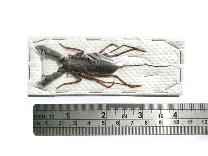 Whip Scorpion Hypocnoctus rangunensis Large Real Preserved Taxidermy