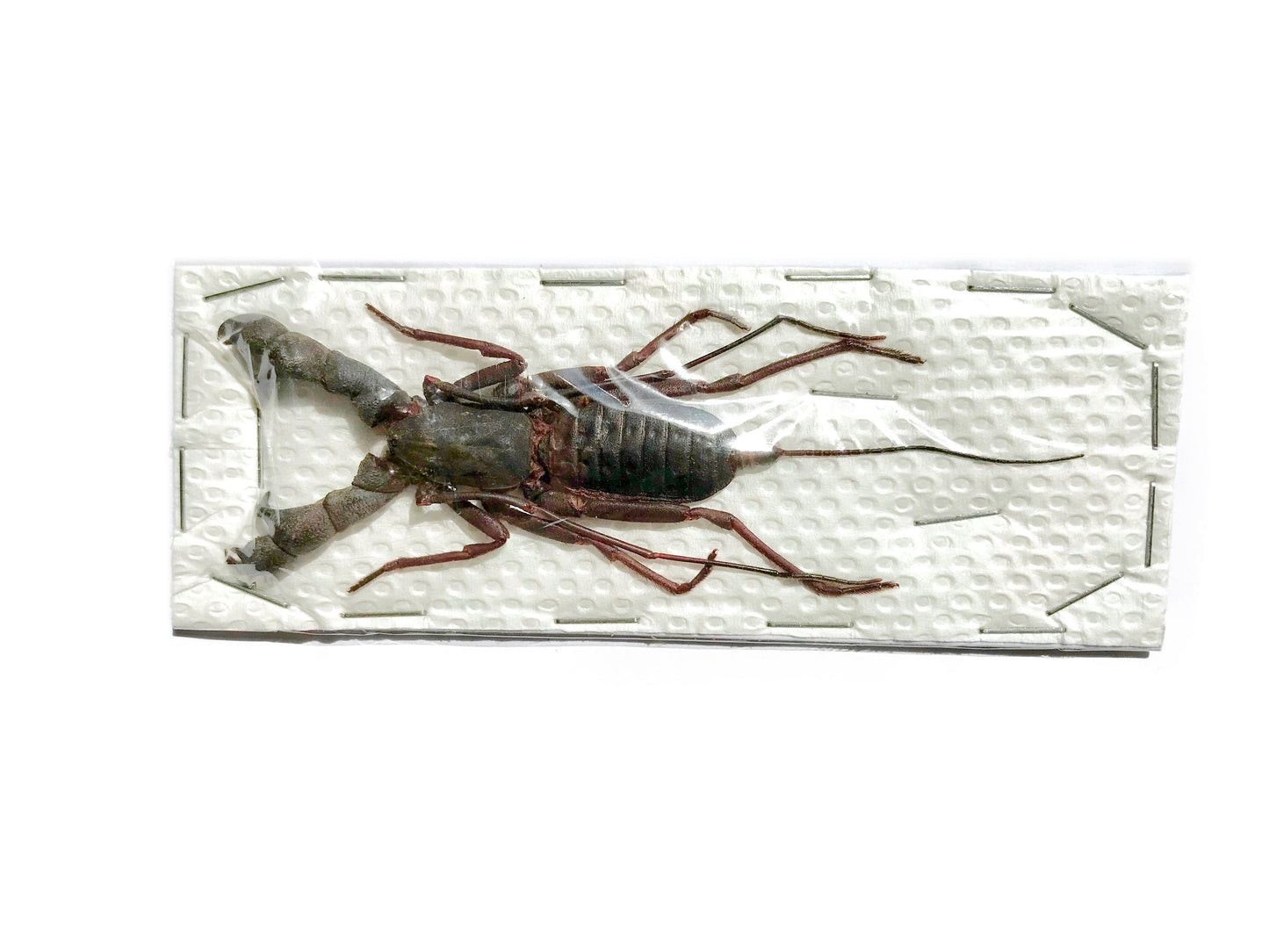 Whip Scorpion Hypocnoctus rangunensis Large Real Preserved Taxidermy