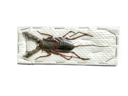 Whip Scorpion Hypocnoctus rangunensis Large Real Preserved Taxidermy