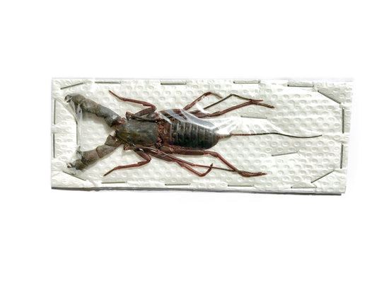 Whip Scorpion Hypocnoctus rangunensis Large Real Preserved Taxidermy