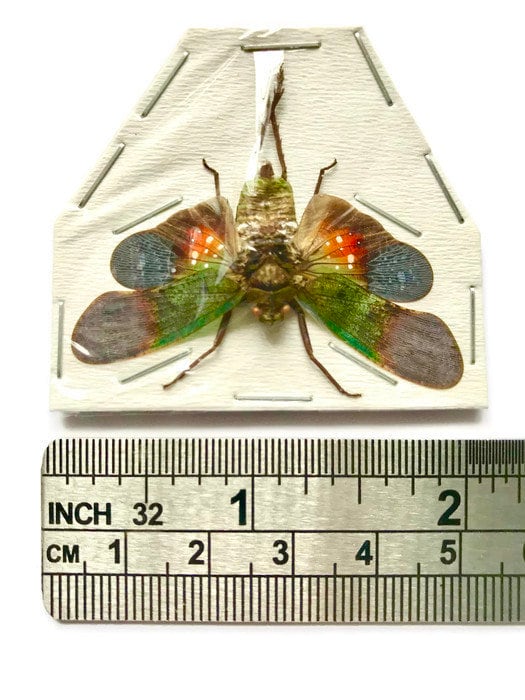 Lanternfly Penthicodes farinosa peleng Spread Real Insect Taxidermy 10 Pack or Single