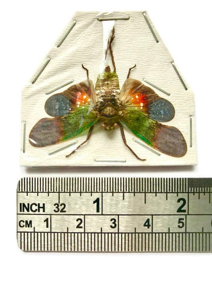 Lanternfly Penthicodes farinosa peleng Spread Real Insect Taxidermy 10 Pack or Single