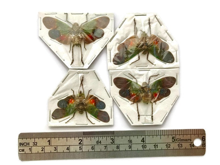 Lanternfly Penthicodes farinosa peleng Spread Real Insect Taxidermy 10 Pack or Single