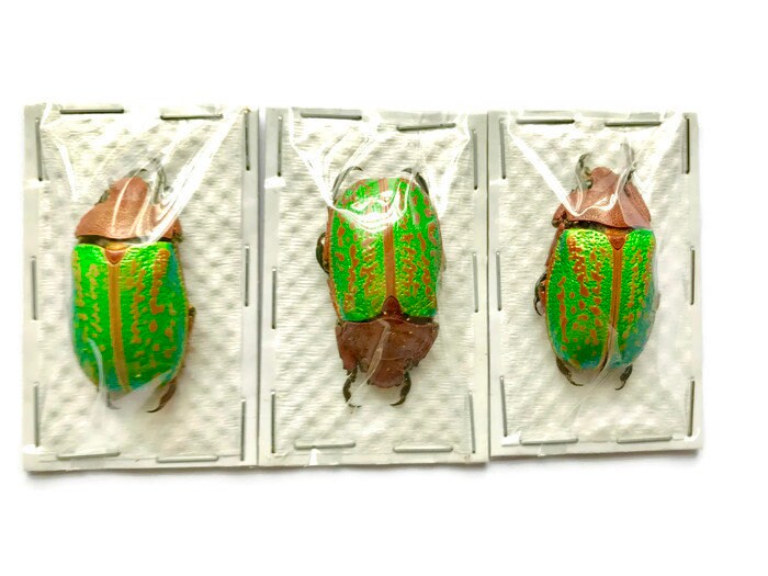 Jewel Scarab Beetle Plusiotis victorina Real Insect Taxidermy