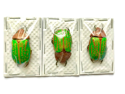 Jewel Scarab Beetle Plusiotis victorina Real Insect Taxidermy