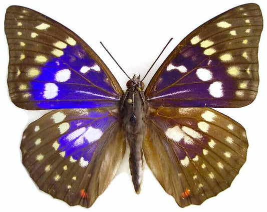 Great Purple Emperor Butterfly Sasakia charonda coreana Real Insect Folded