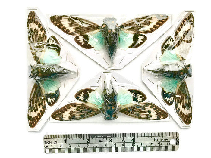 Cicada Tosena splendida Real Insect Spread Taxidermy