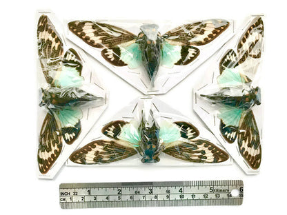 Cicada Tosena splendida Real Insect Spread Taxidermy