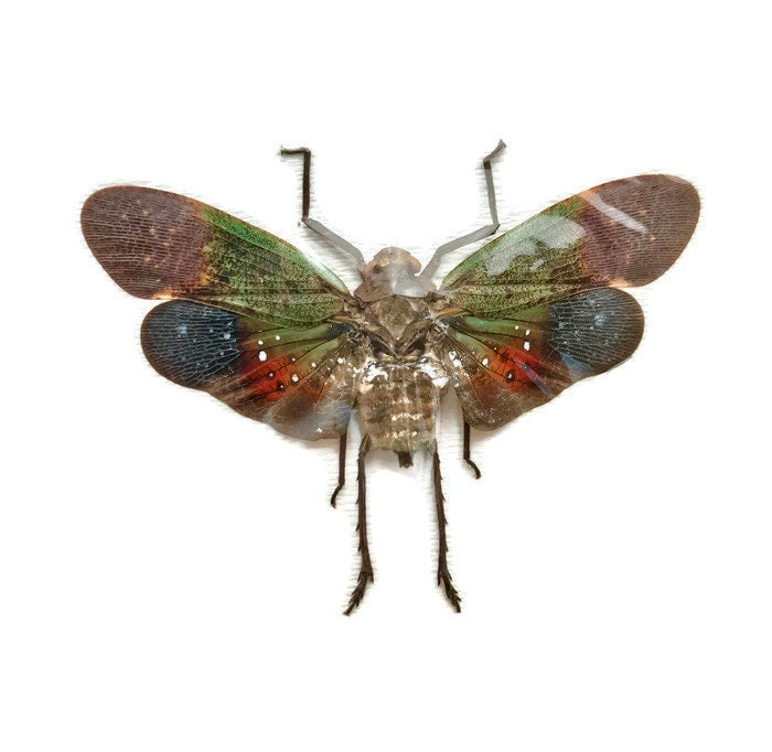Lanternfly Penthicodes farinosa peleng Spread Real Insect Taxidermy 10 Pack or Single