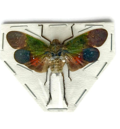 Lanternfly Penthicodes farinosa peleng Spread Real Insect Taxidermy 10 Pack or Single