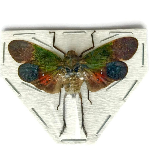 Lanternfly Penthicodes farinosa peleng Spread Real Insect Taxidermy 10 Pack or Single