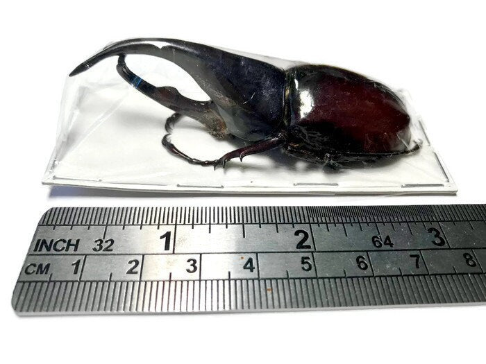Rhinoceros Beetle Xylotrupes gideon gideon Male Real Insect Taxidermy