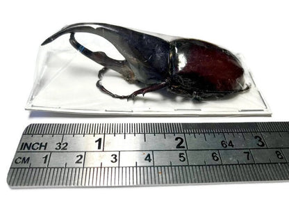 Rhinoceros Beetle Xylotrupes gideon gideon Male Real Insect Taxidermy