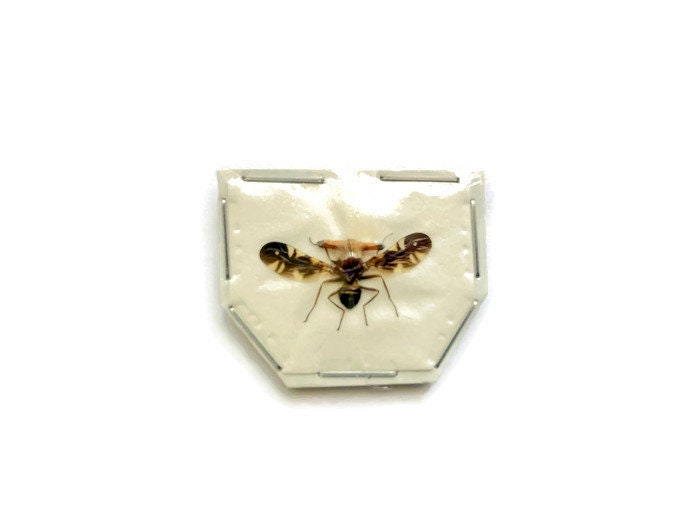 Stalk-eyed Fly Diopsidae sp 2 Spread Large Male Real Insect Taxidermy