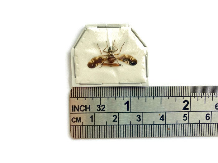 Stalk-eyed Fly Diopsidae sp 2 Spread Large Male Real Insect Taxidermy