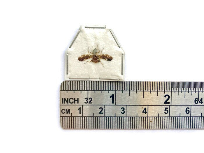 Stalk-eyed Fly Diopsidae sp 2 Spread Small Male Real Insect Taxidermy