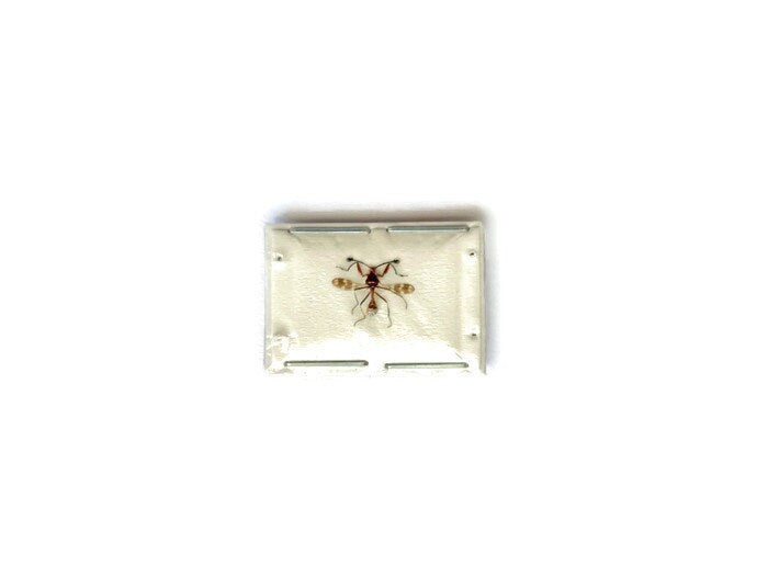 Stalk-eyed Fly Teleopsis sykesii Spread Real Insect Taxidermy
