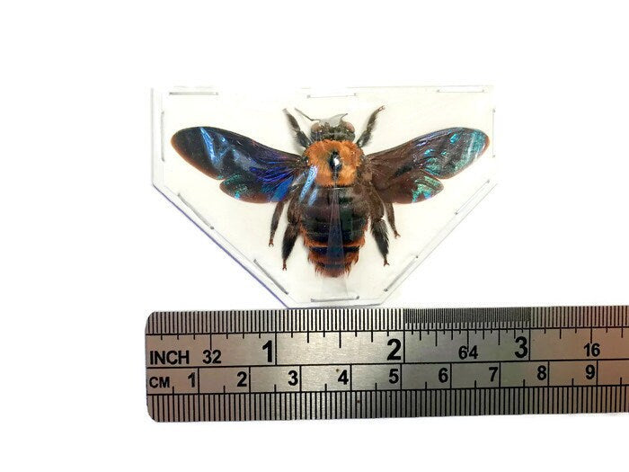 Yellow Carpenter Bee Xylocopa sp1 Female Spread Real Insect