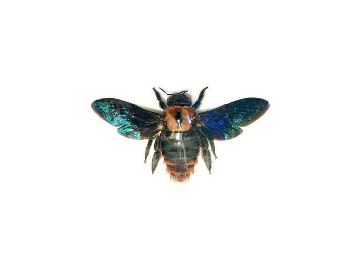 Yellow Carpenter Bee Xylocopa sp1 Female Spread Real Insect