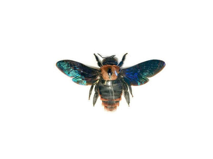 Yellow Carpenter Bee Xylocopa sp1 Female Spread Real Insect