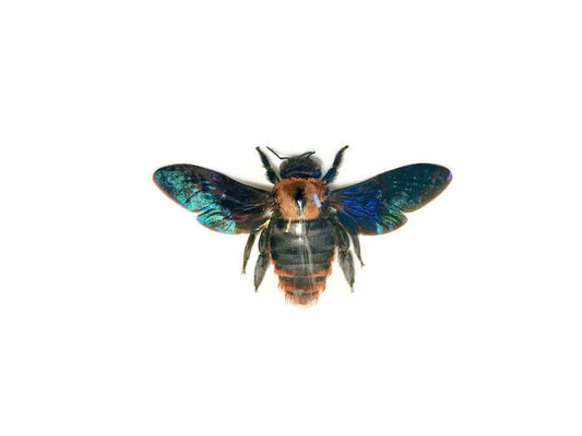 Yellow Carpenter Bee Xylocopa sp1 Female Spread Real Insect