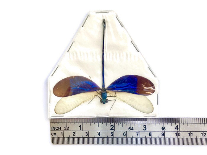 Violet Blue Damselfly Neurobasis kaupi pavo Spread Male Real Insect Taxidermy