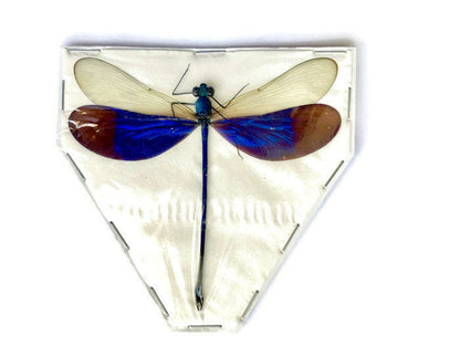 Violet Blue Damselfly Neurobasis kaupi pavo Spread Male Real Insect Taxidermy