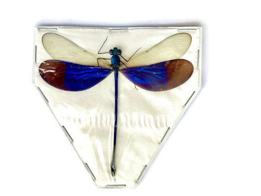 Violet Blue Damselfly Neurobasis kaupi pavo Spread Male Real Insect Taxidermy