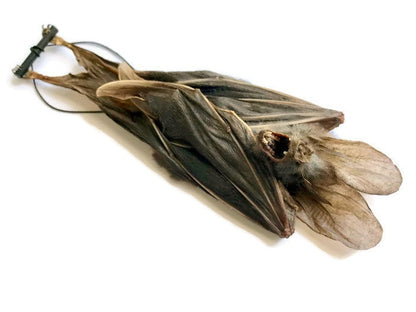 Lesser False Vampire Bat or Asian Ghost Bat Megaderma spasma Hanging Real Preserved Taxidermy Specimen * A2 Condition *