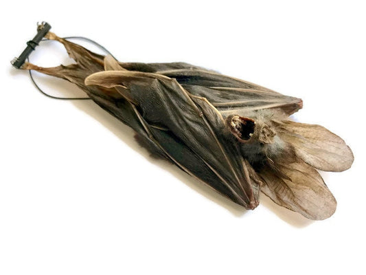 Lesser False Vampire Bat or Asian Ghost Bat Megaderma spasma Hanging Real Preserved Taxidermy Specimen * A2 Condition *