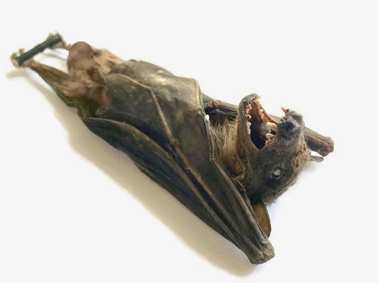 Leschenault's Rousette Fruit Bat Rousettus leschenaulti Hanging Real Preserved Taxidermy