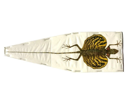 Flying Lizard Draco haematopogon Spread Yellow Female Real Preserved Taxidermy Specimen