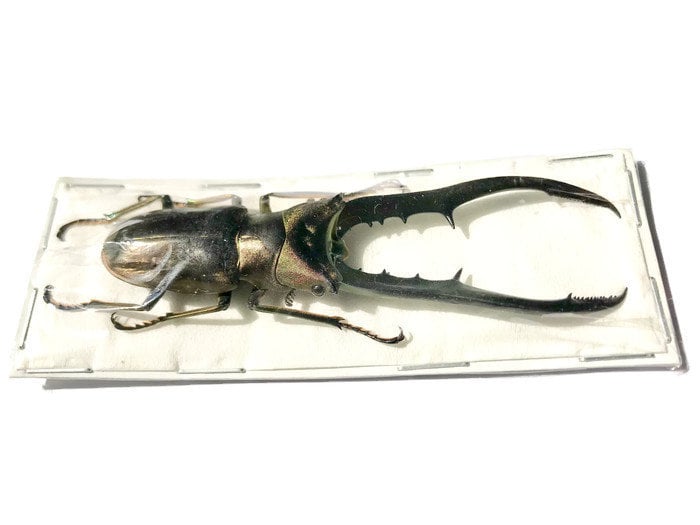 Longjaw Stag Beetle Cyclommatus metallifer finae Male Real Insect Taxidermy