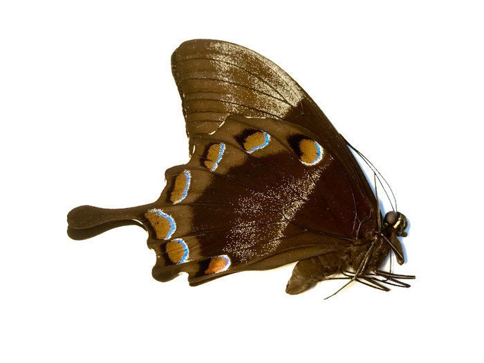 Blue Emperor Swallowtail Butterfly Papilio ulysses ulysses Spread or Folded Male Real Insect Taxidermy