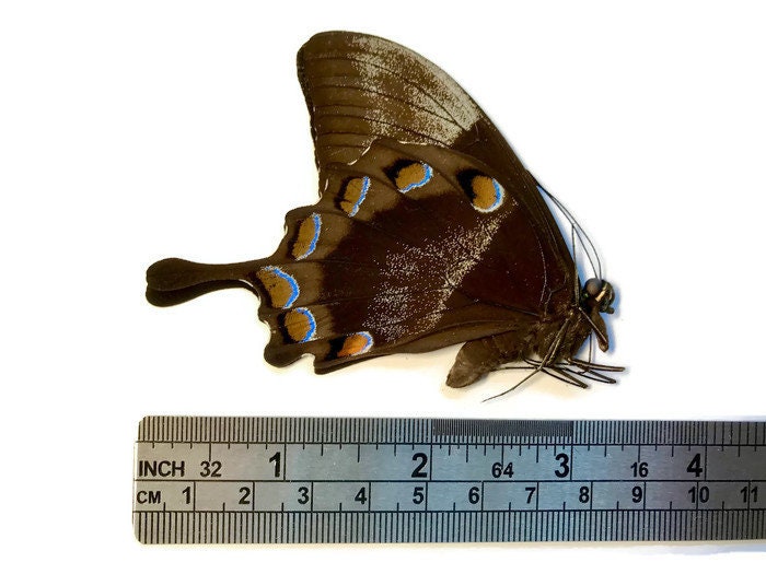 Blue Emperor Swallowtail Butterfly Papilio ulysses ulysses Spread or Folded Male Real Insect Taxidermy