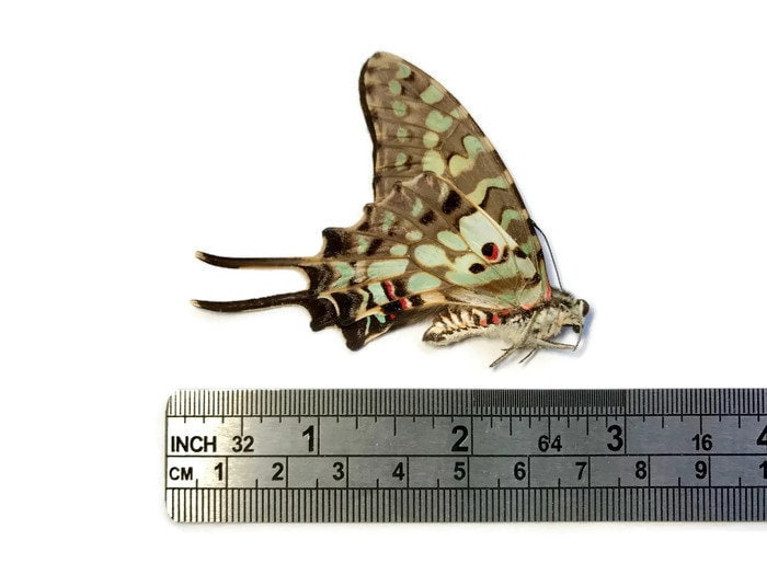 Large Striped Swallowtail Butterfly Graphium antheus Male Folded Real Insect Taxidermy