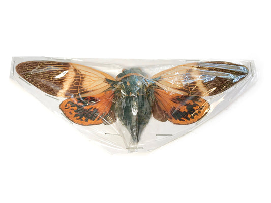 Cicada Angamiana floridula Spread Real Insect Taxidermy
