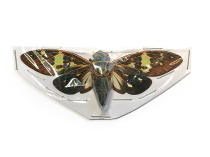 Cicada Gaeana laosensis Spread Real Insect Taxidermy