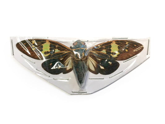 Cicada Gaeana laosensis Spread Real Insect Taxidermy