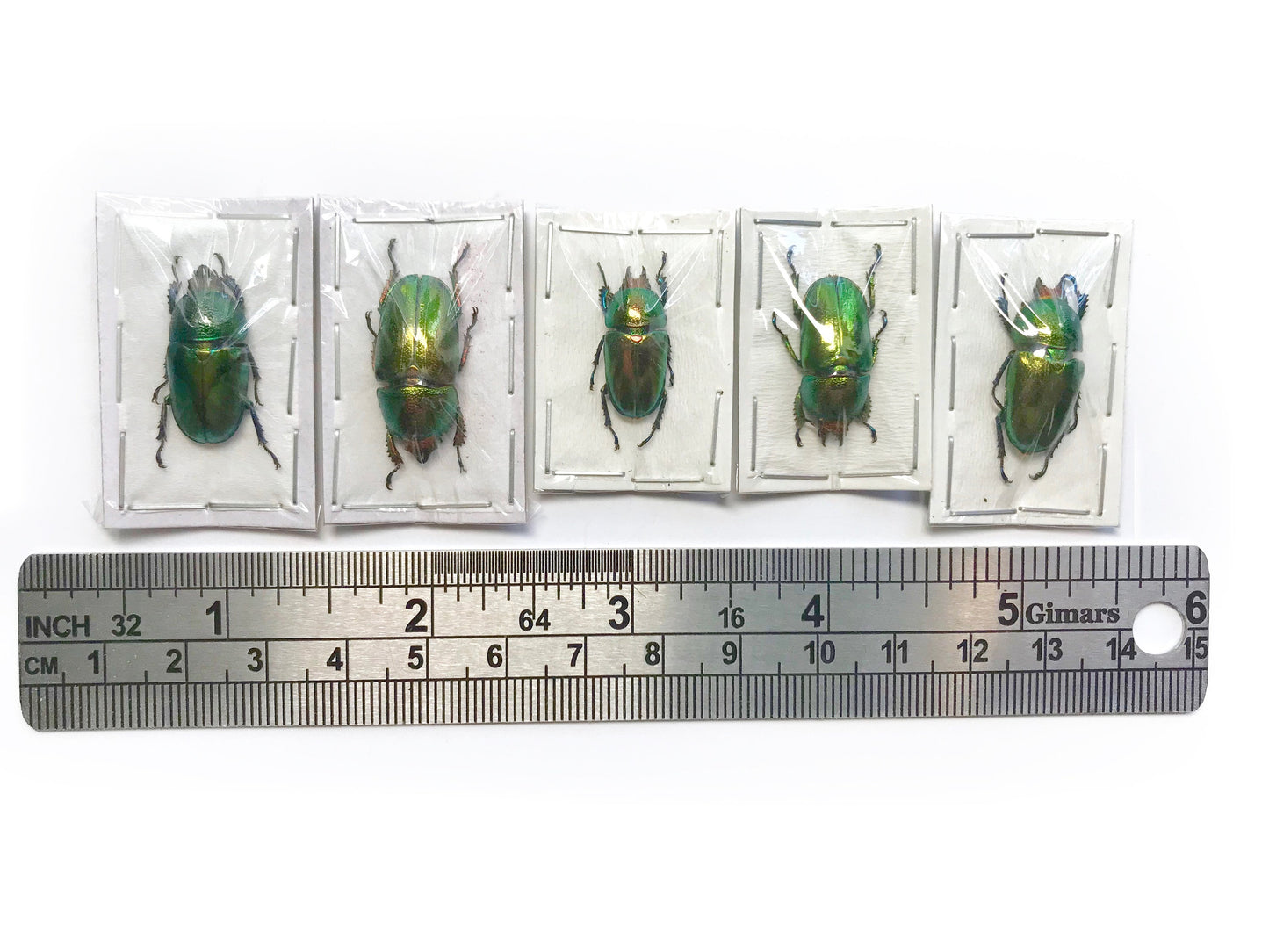 Sawtooth Stag Beetle Lamprima adolphinae Female Real Insect Taxidermy 2 Pack