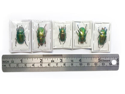Sawtooth Stag Beetle Lamprima adolphinae Female Real Insect Taxidermy 2 Pack