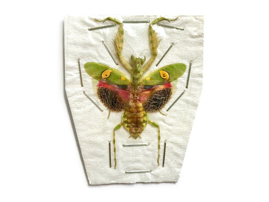 Jeweled Flower Mantis Creobroter gemmatus Female Spread Real Insect Taxidermy